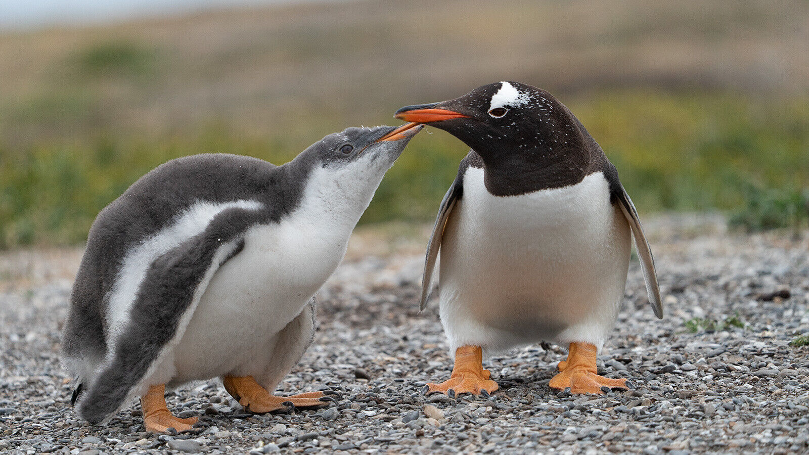 Meet the adorable penguins living across Patagonia